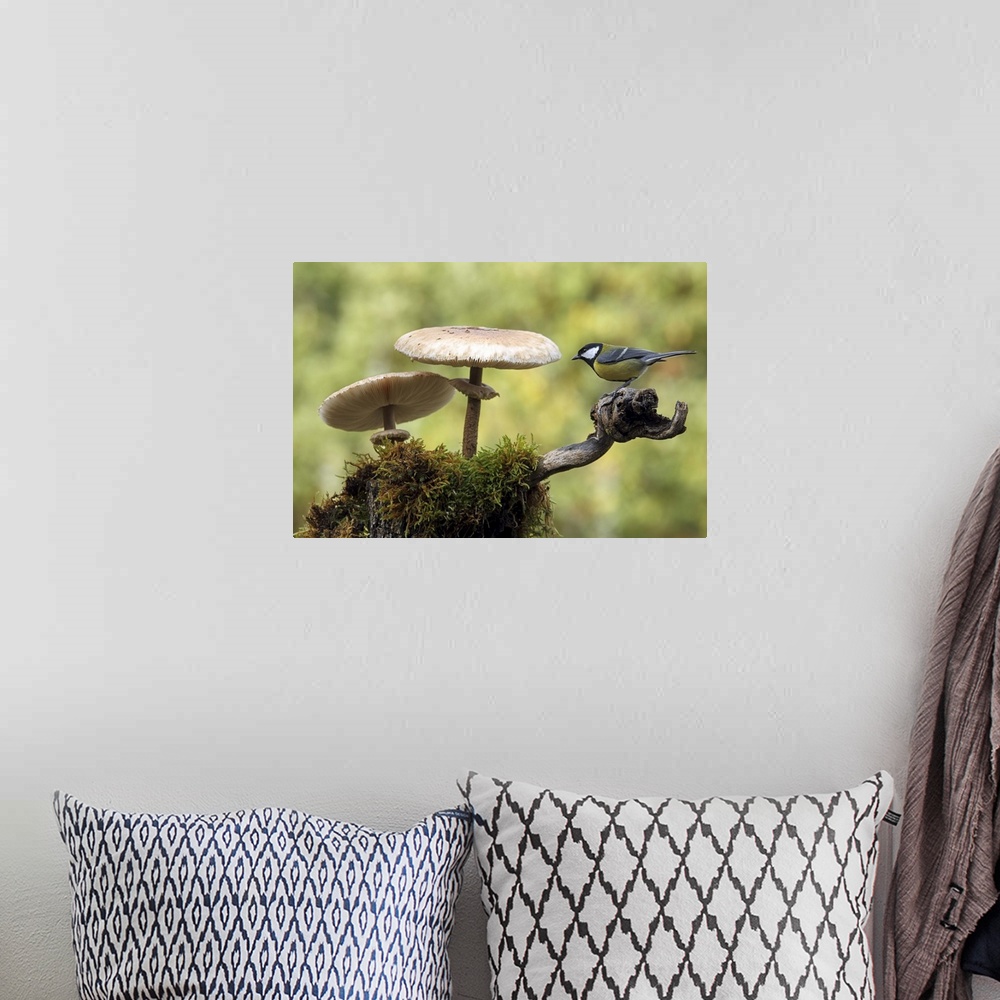 A bohemian room featuring A Great Tit sits on a branch next to two large mushrooms.