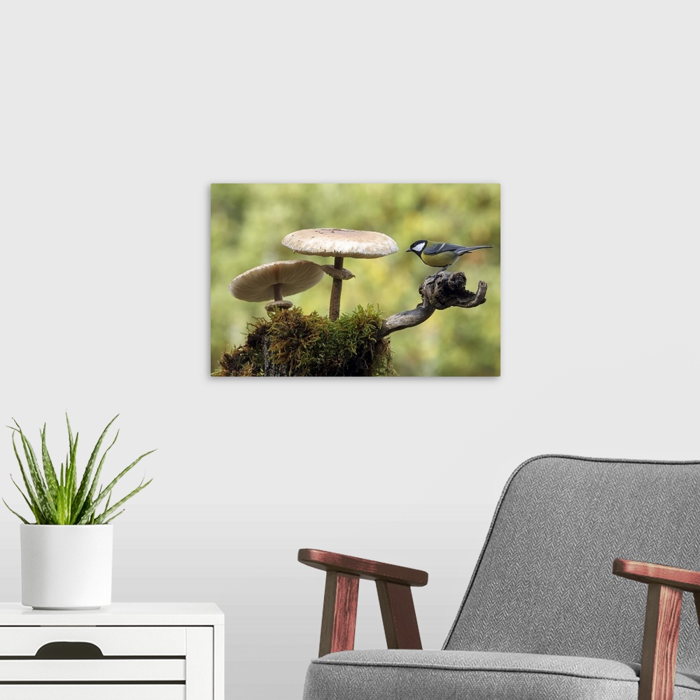A modern room featuring A Great Tit sits on a branch next to two large mushrooms.