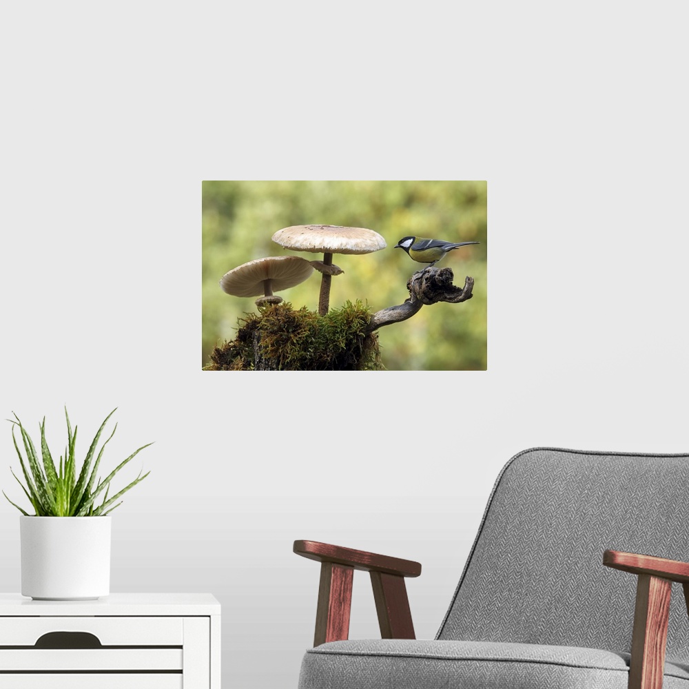 A modern room featuring A Great Tit sits on a branch next to two large mushrooms.