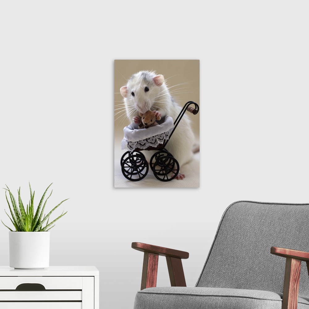 A modern room featuring A cute rat with a dollhouse stroller holds a miniature teddy bear.