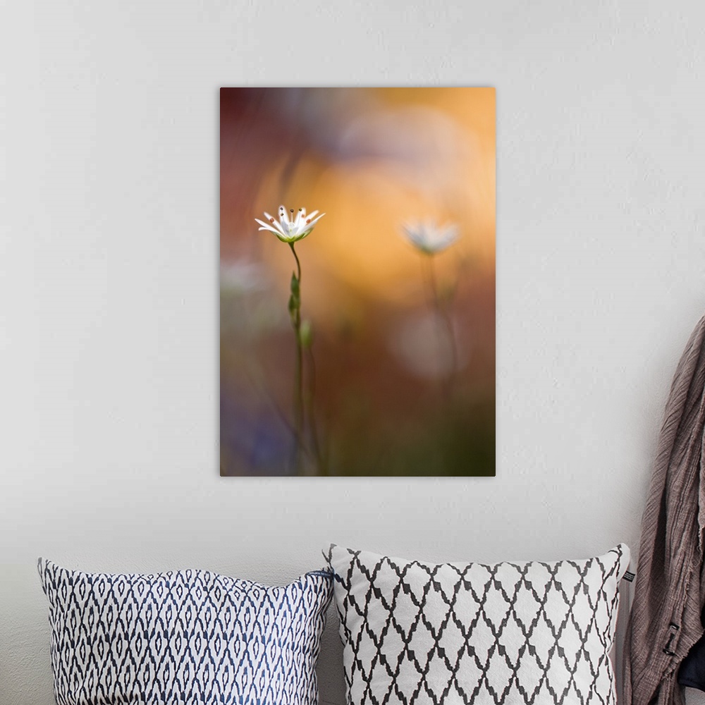 A bohemian room featuring A white flower and its twin out of focus in the background.