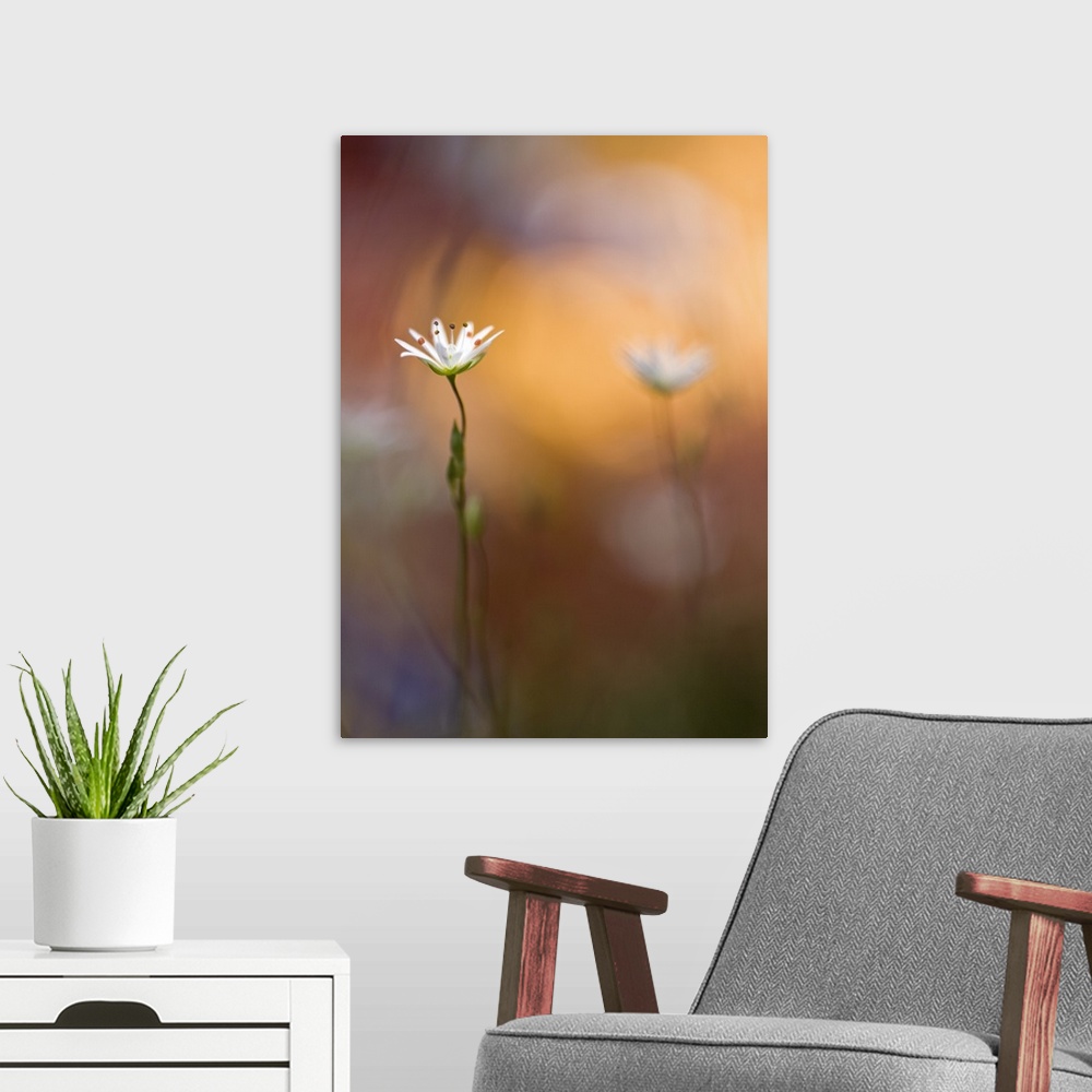 A modern room featuring A white flower and its twin out of focus in the background.
