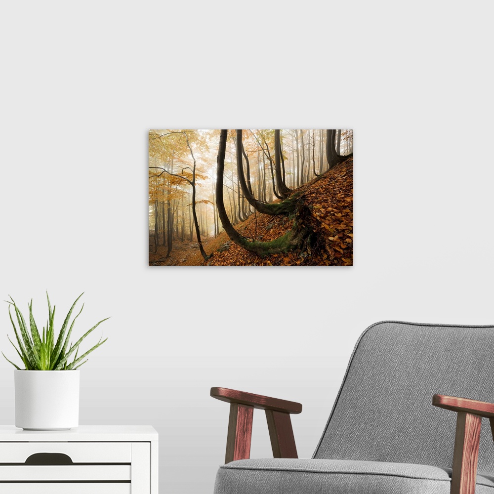 A modern room featuring Mystic Autumn Forest