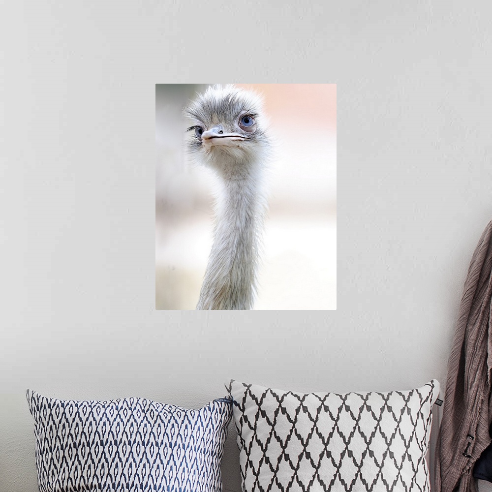 A bohemian room featuring Head and neck of an ostrich, with an elegant curve.
