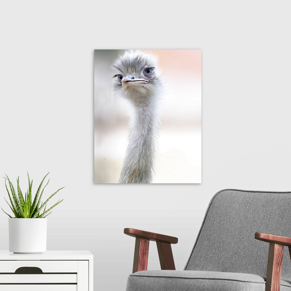 A modern room featuring Head and neck of an ostrich, with an elegant curve.