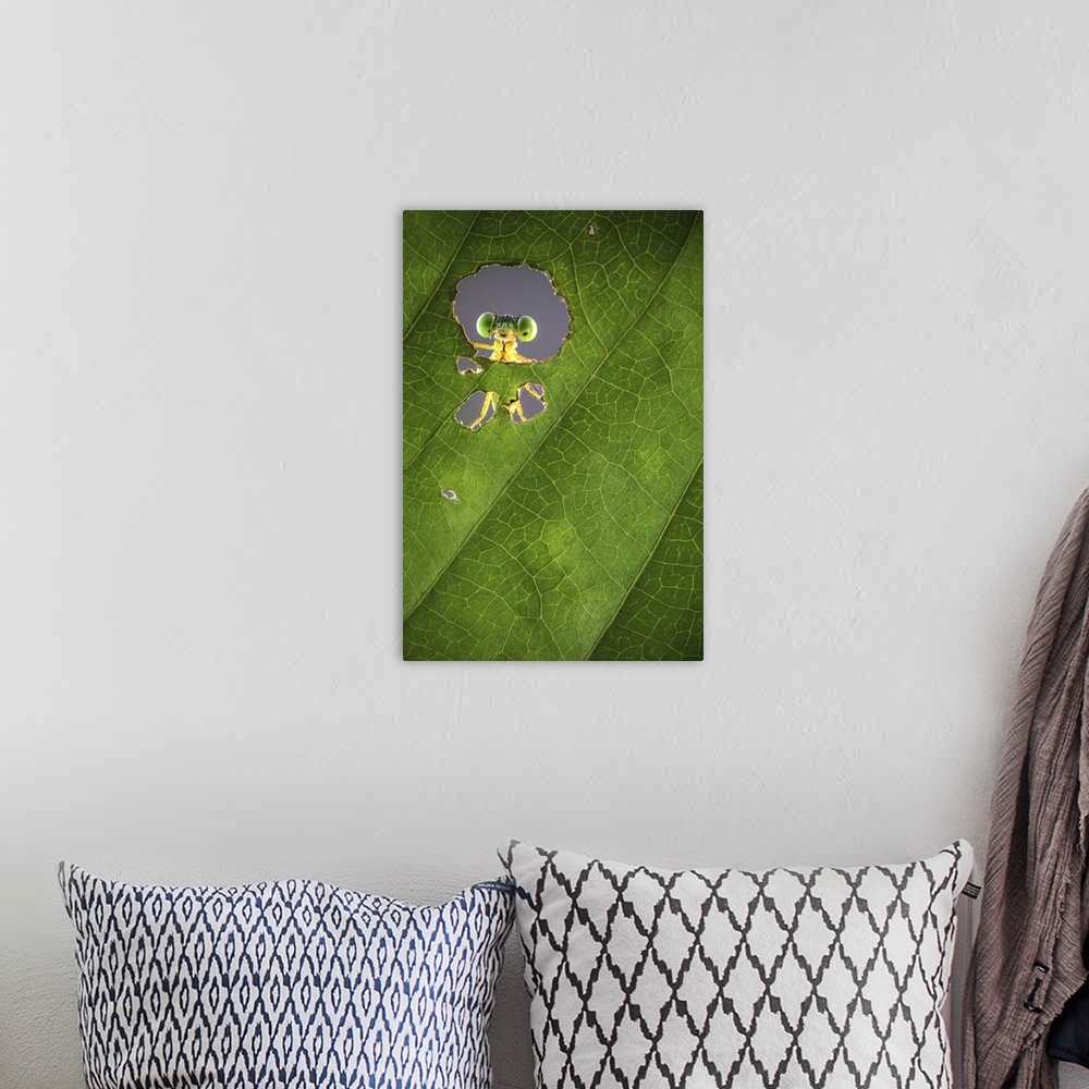 A bohemian room featuring A macro photograph of a bug seen through a hole in a leaf.