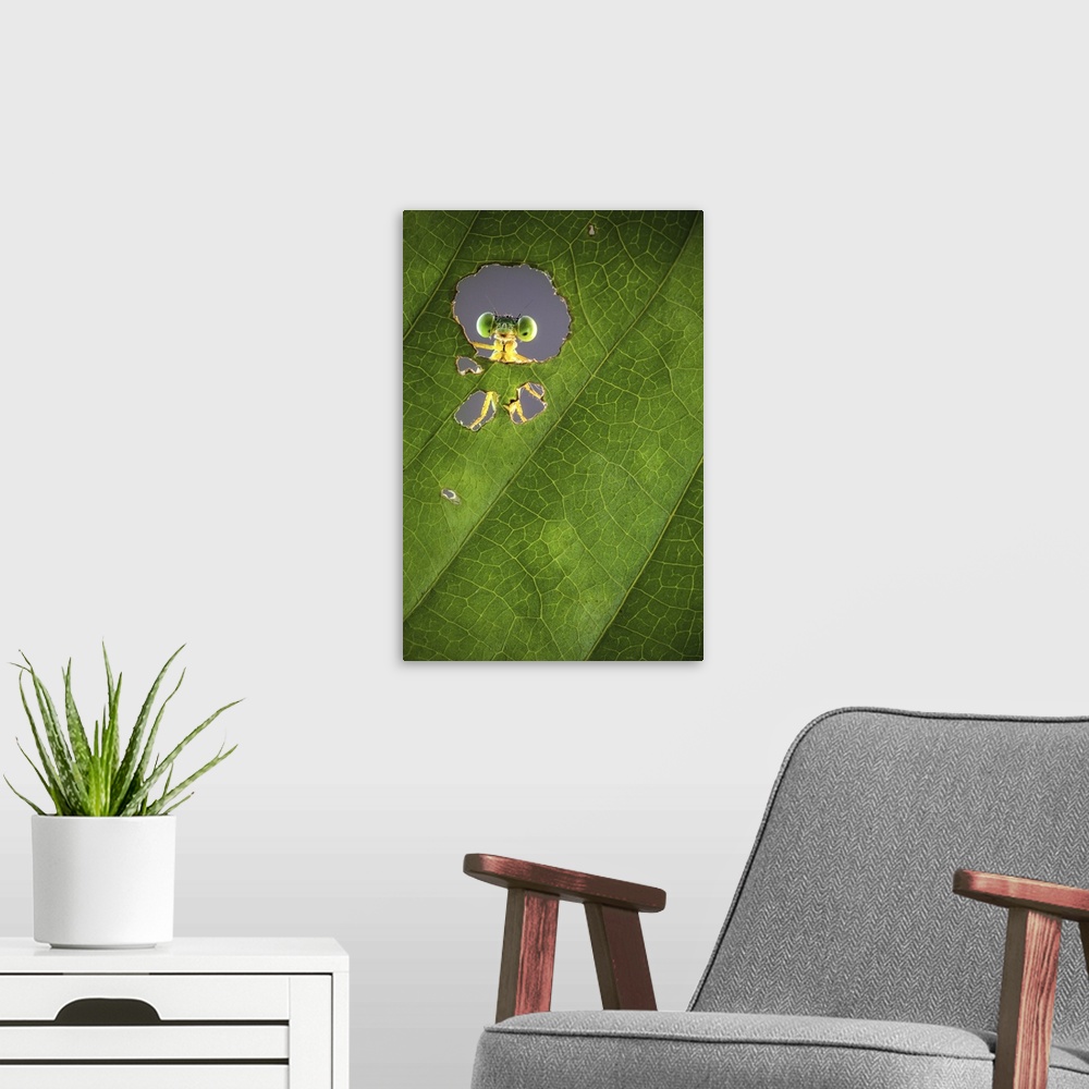 A modern room featuring A macro photograph of a bug seen through a hole in a leaf.