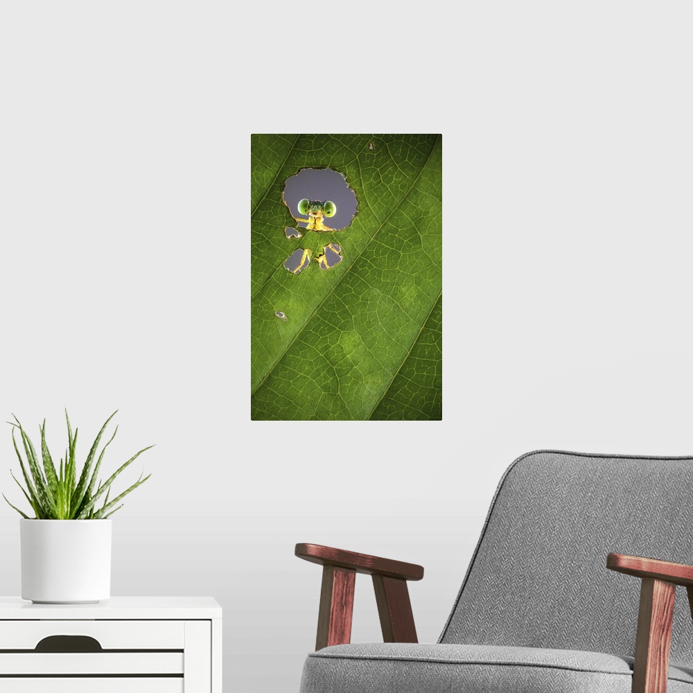 A modern room featuring A macro photograph of a bug seen through a hole in a leaf.