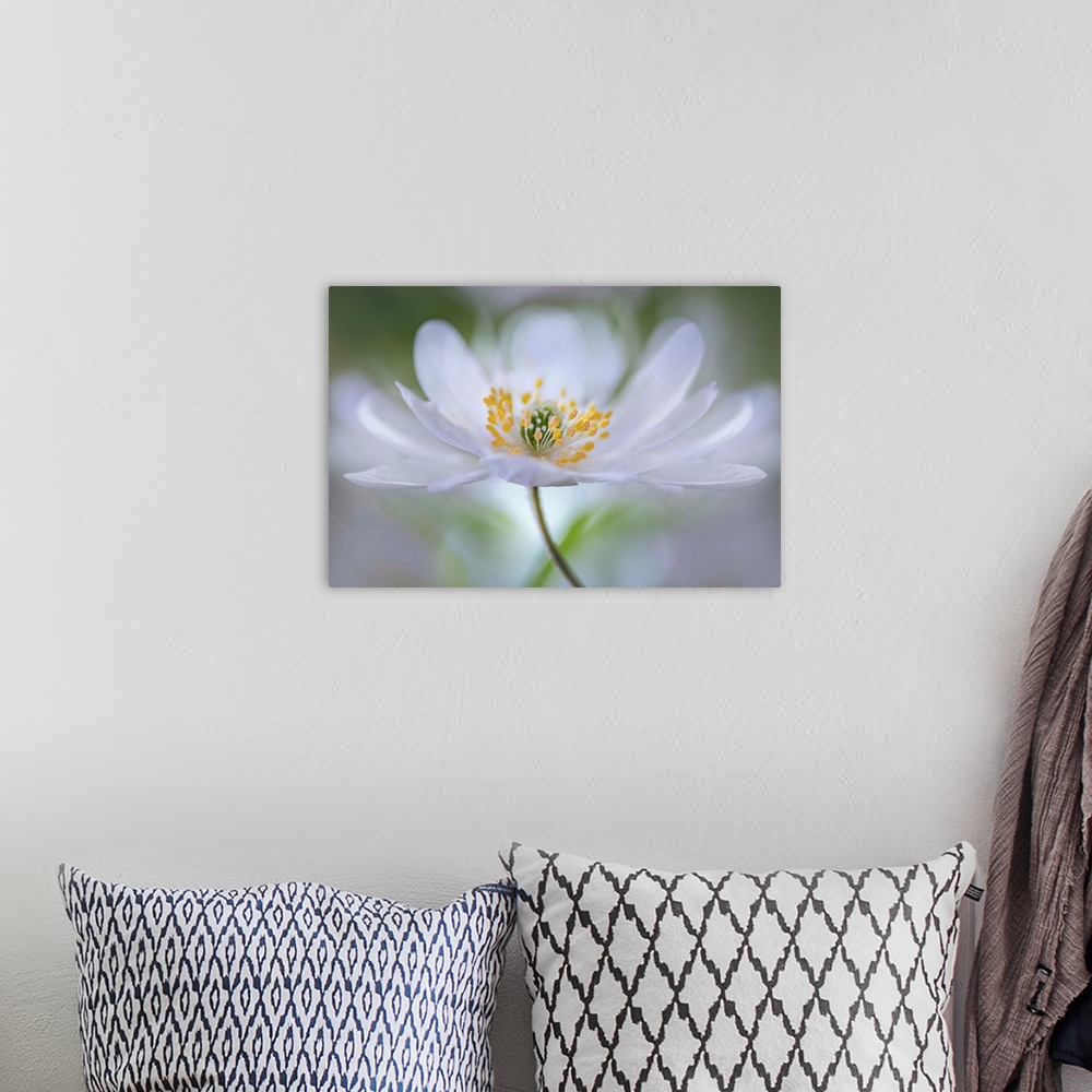 A bohemian room featuring Close up view of a white flower with a bokeh background.