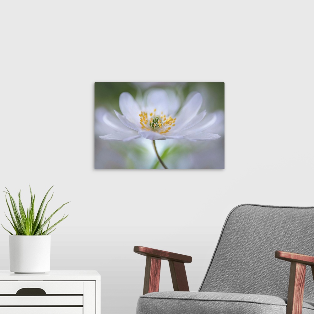 A modern room featuring Close up view of a white flower with a bokeh background.