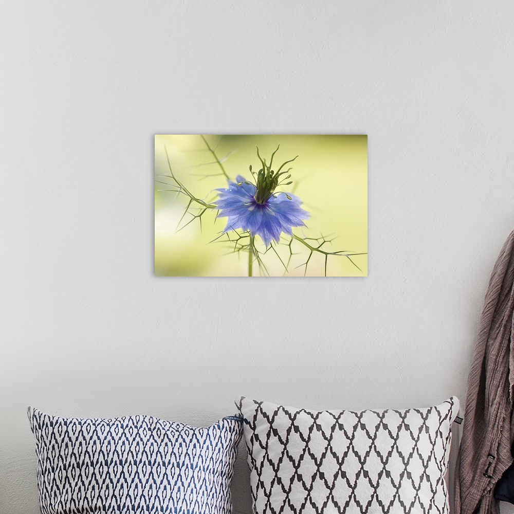 A bohemian room featuring Close up of a blue flower with vein-like leaves.