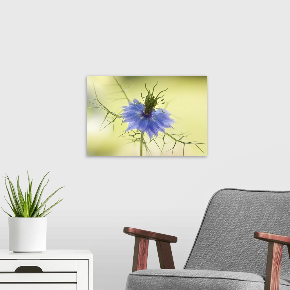 A modern room featuring Close up of a blue flower with vein-like leaves.