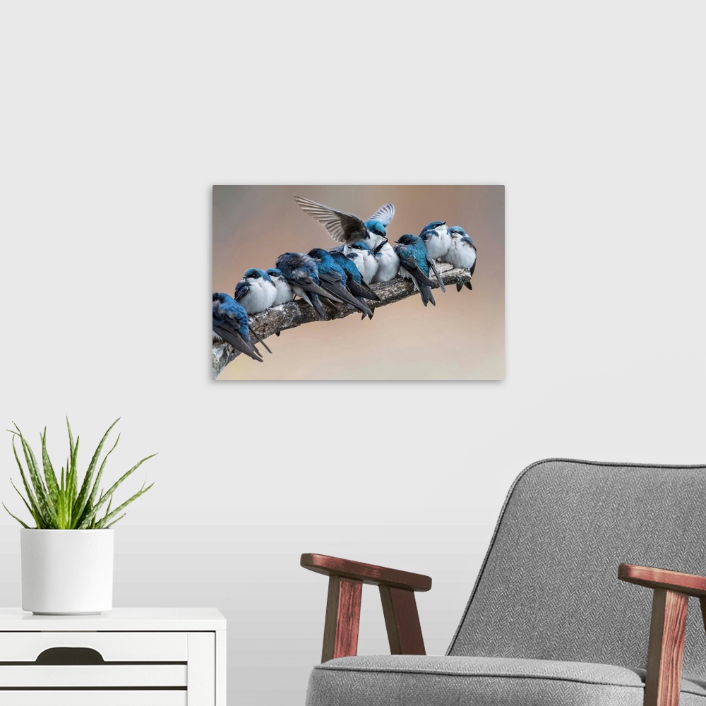 A modern room featuring A branch with a bunch of little blue birds on it is disrupted when another bird tries to squeeze ...