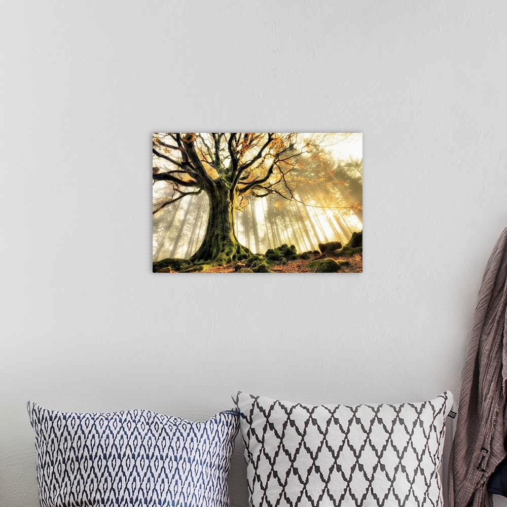 A bohemian room featuring A dramatic photograph of a gnarled tree caught in rays of sunlight.