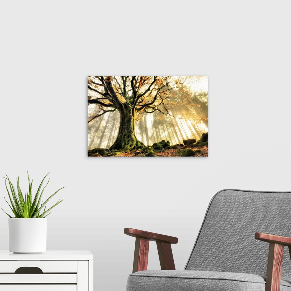 A modern room featuring A dramatic photograph of a gnarled tree caught in rays of sunlight.