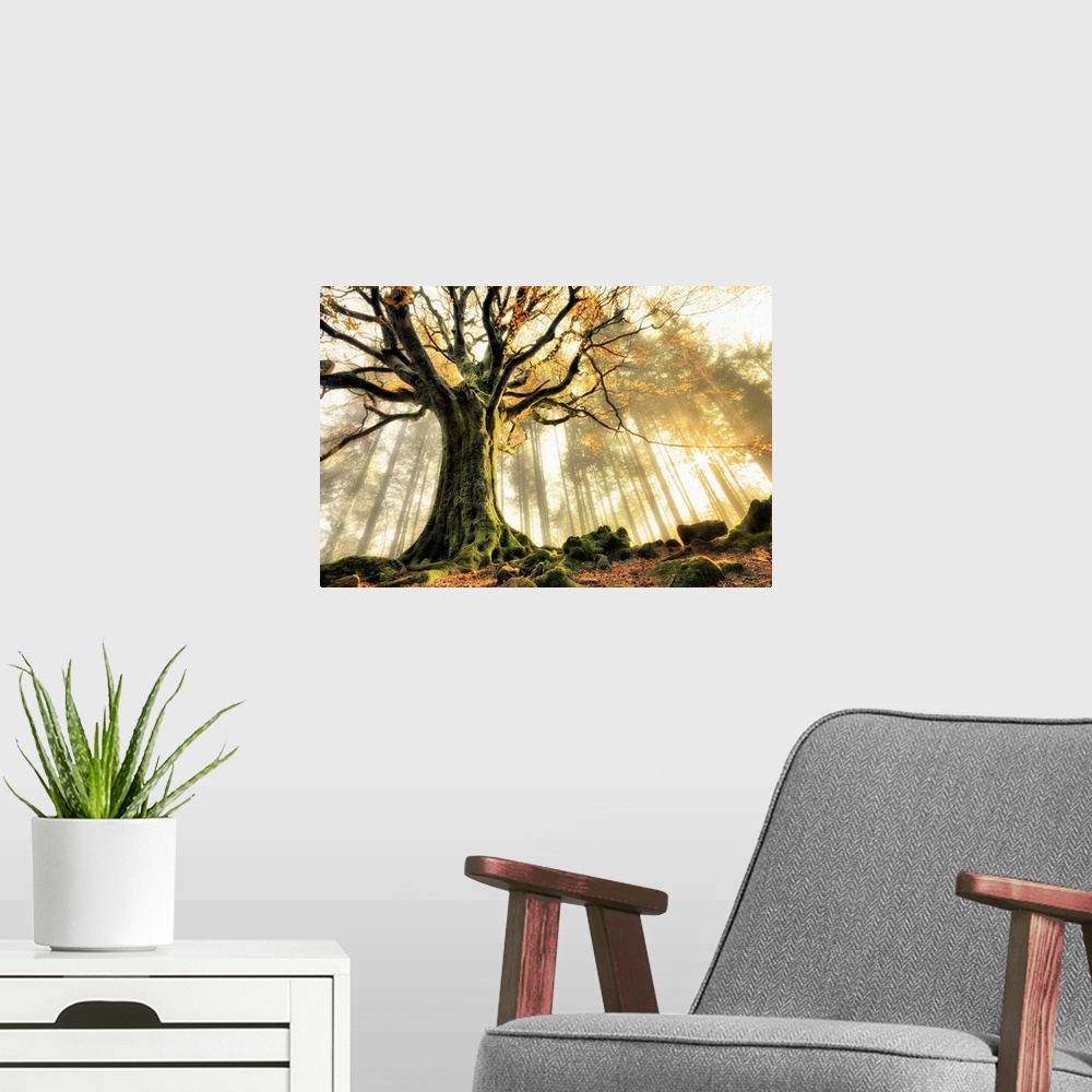 A modern room featuring A dramatic photograph of a gnarled tree caught in rays of sunlight.