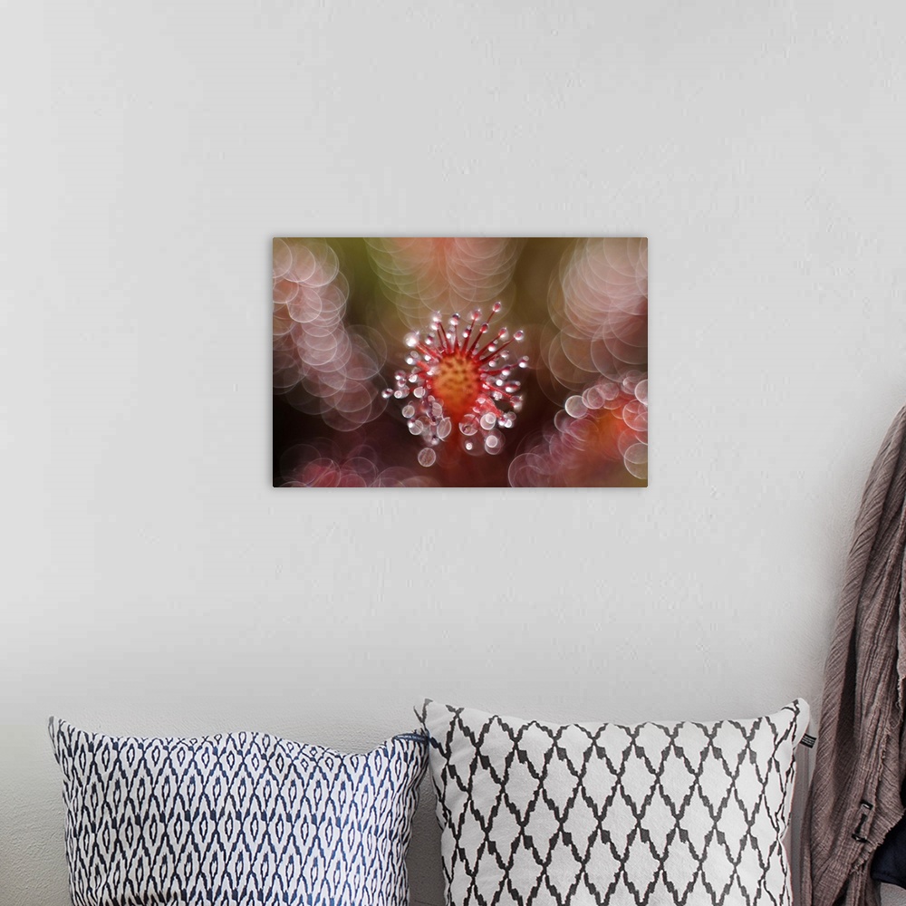 A bohemian room featuring Macro image of a spiky flower covered in dew drops, surrounded by bokeh lights.