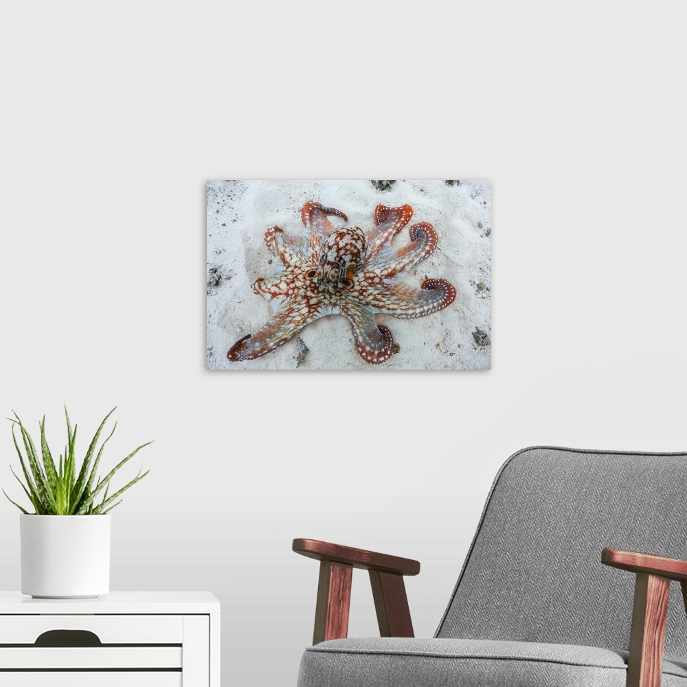 A modern room featuring Octopus