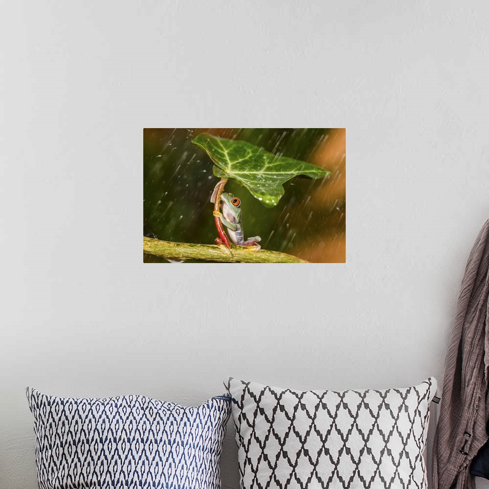 A bohemian room featuring A frog holding a leaf trying to shield itself from the rain.