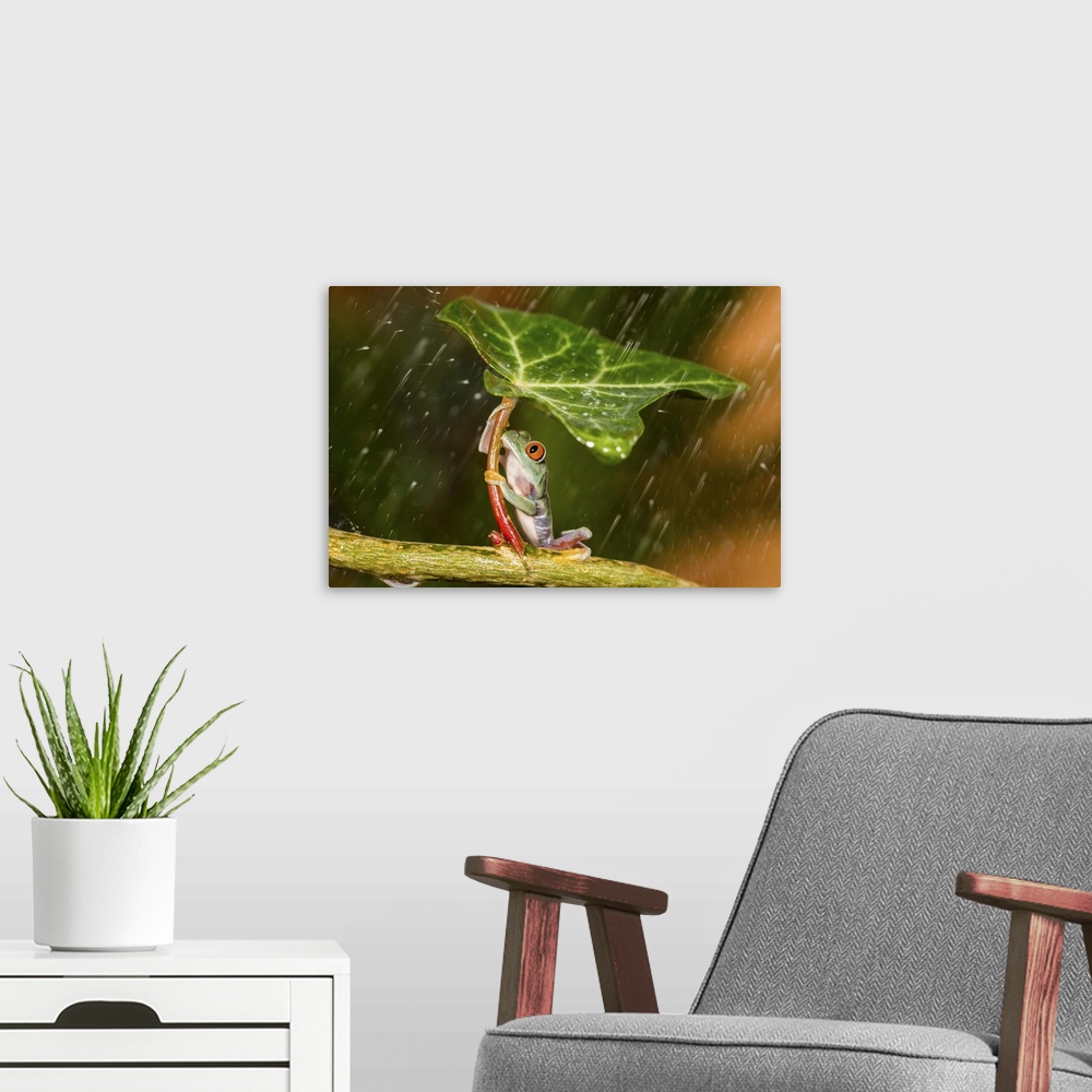 A modern room featuring A frog holding a leaf trying to shield itself from the rain.