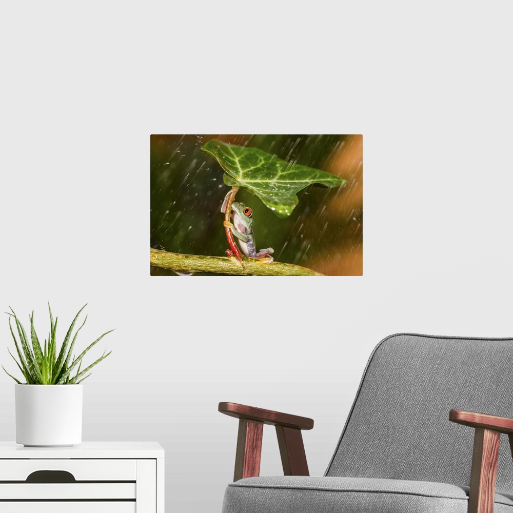A modern room featuring A frog holding a leaf trying to shield itself from the rain.