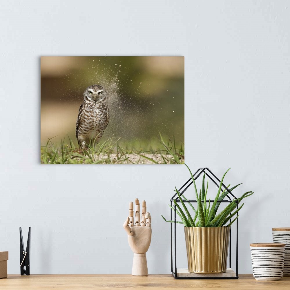 A bohemian room featuring A Burrowing Owl with dust in the air keeping a lookout.