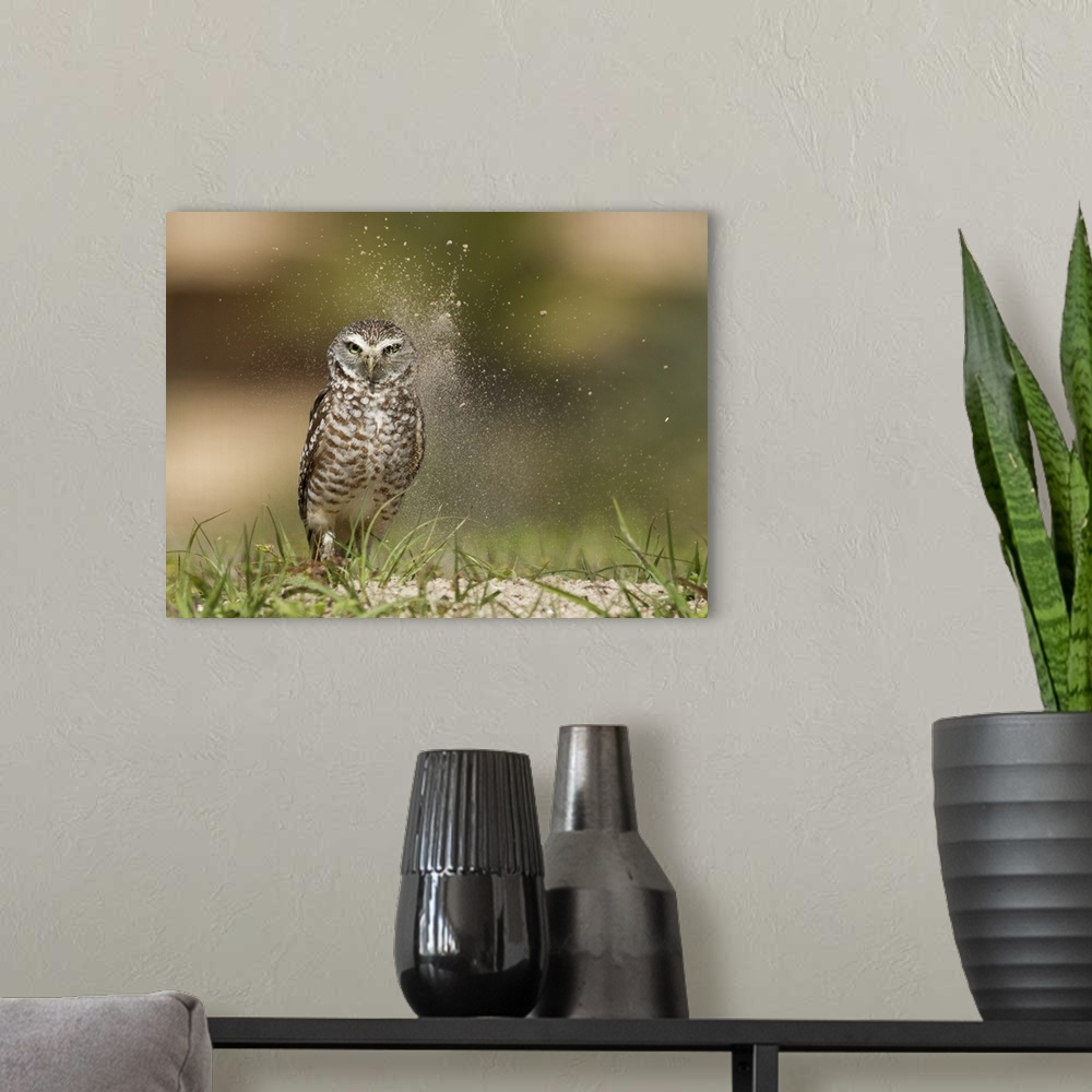 A modern room featuring A Burrowing Owl with dust in the air keeping a lookout.