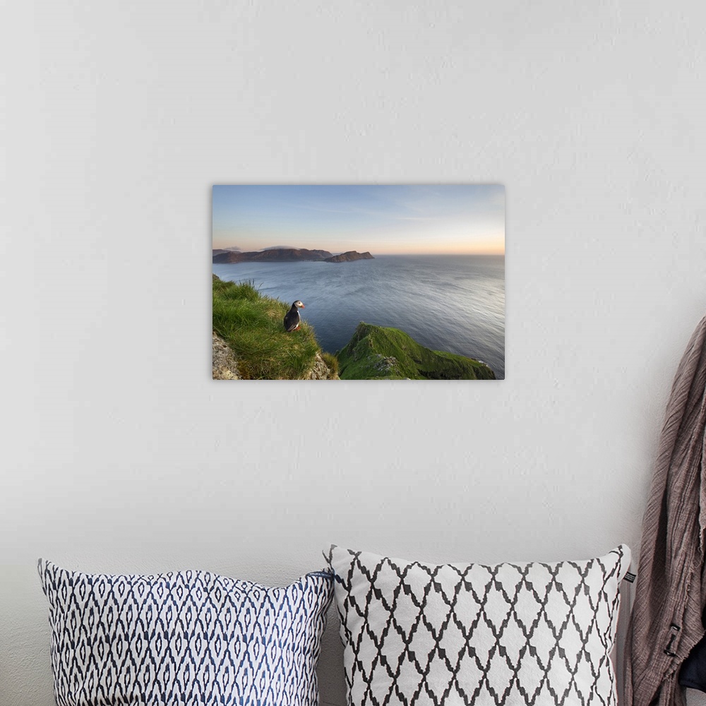A bohemian room featuring An Atlantic Puffin looking out over the ocean in the evening.