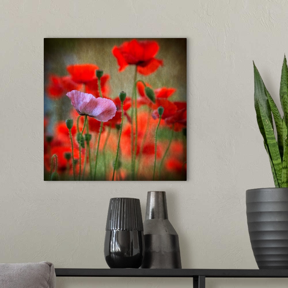 A modern room featuring Close-up photograph of a pink flower among red flowers in a field.