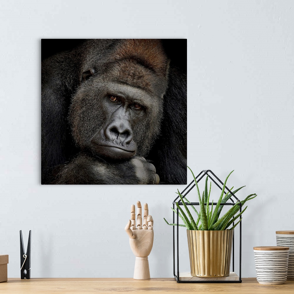 A bohemian room featuring A portrait of a gorilla gazing intently at the camera.