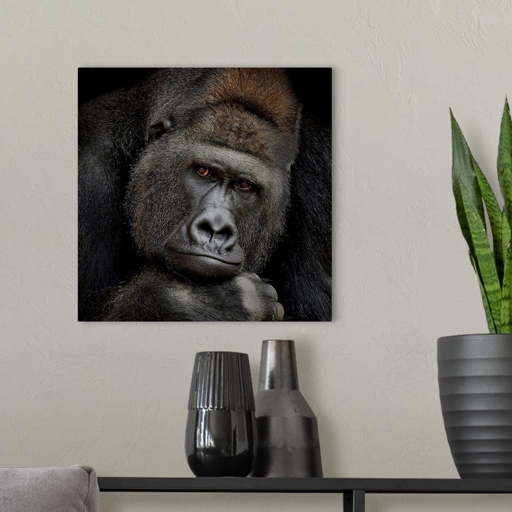 A modern room featuring A portrait of a gorilla gazing intently at the camera.