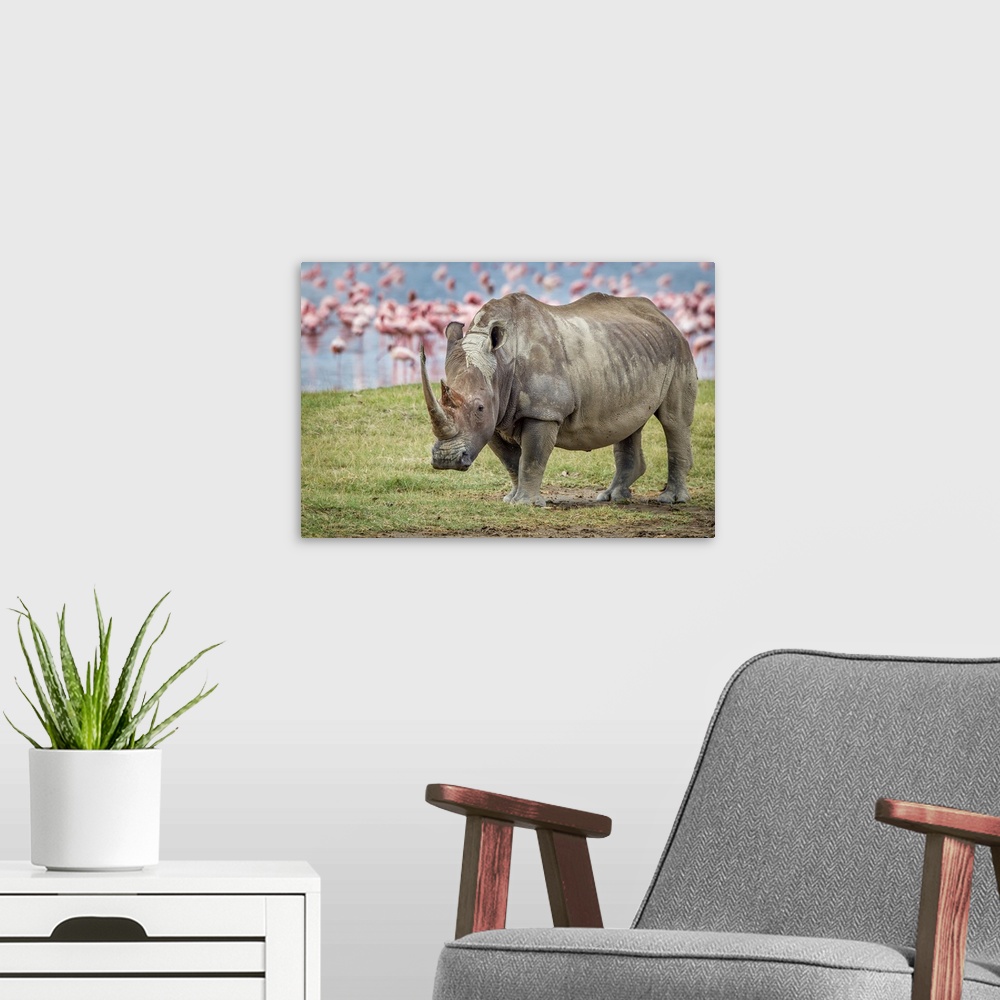 A modern room featuring A portrait of a rhinoceros with a group of pink flamingos in the background.