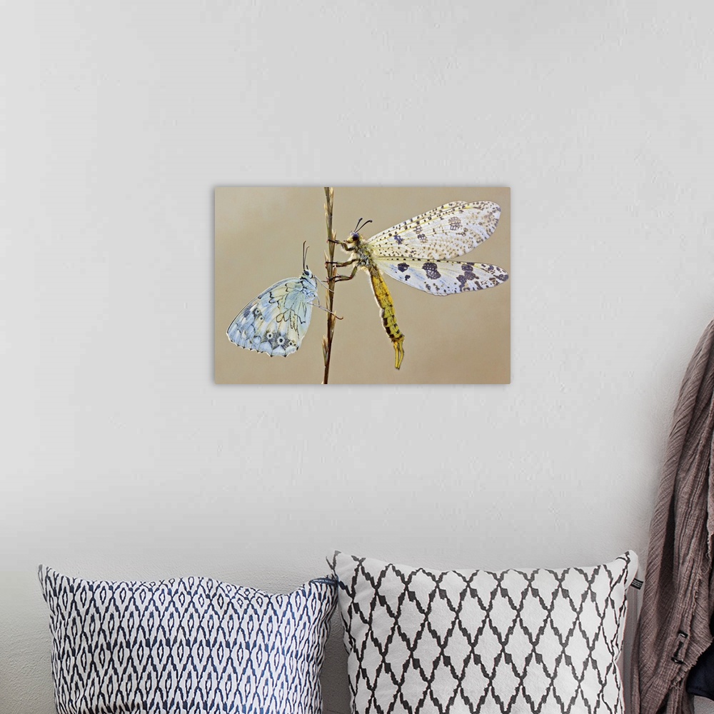 A bohemian room featuring A large dragonfly and a butterfly on opposite sides of a stem.