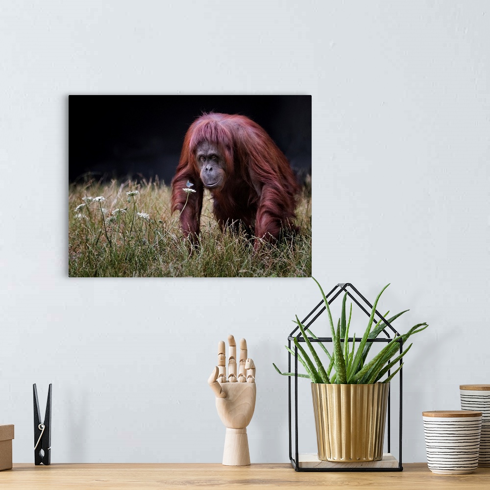A bohemian room featuring Orang-utan With Butterfly