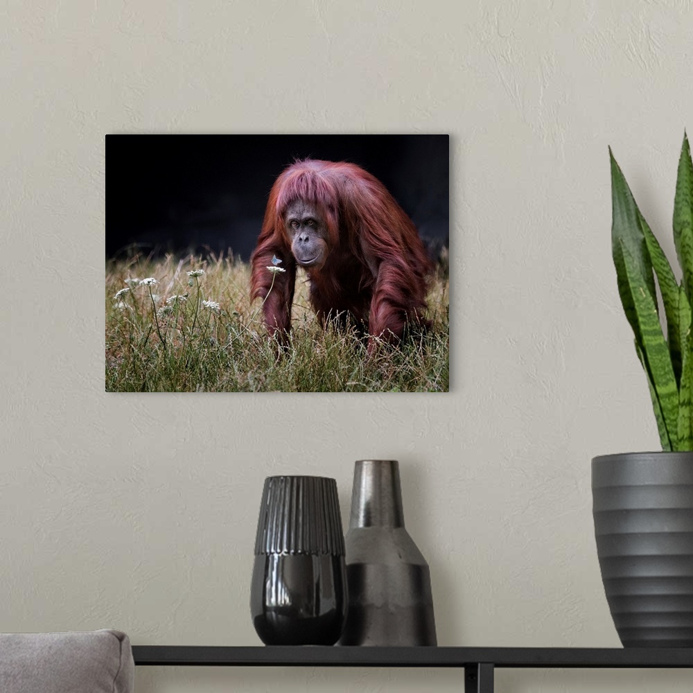 A modern room featuring Orang-utan With Butterfly
