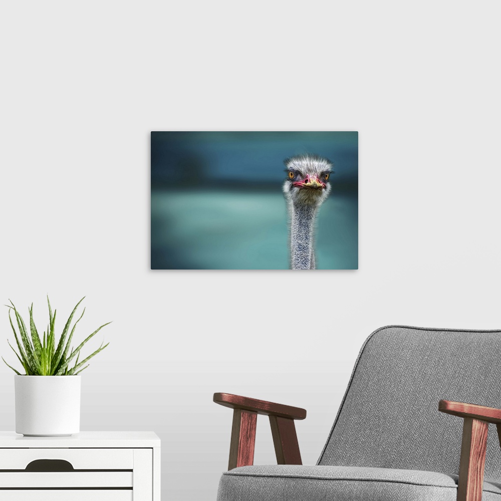 A modern room featuring The head and neck of an alert ostrich, with yellow dust on its beak.