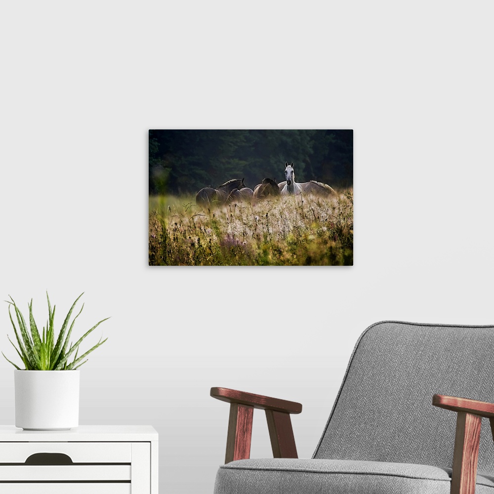 A modern room featuring A herd of horses with one alert white horse grazing in a field of wildflowers.
