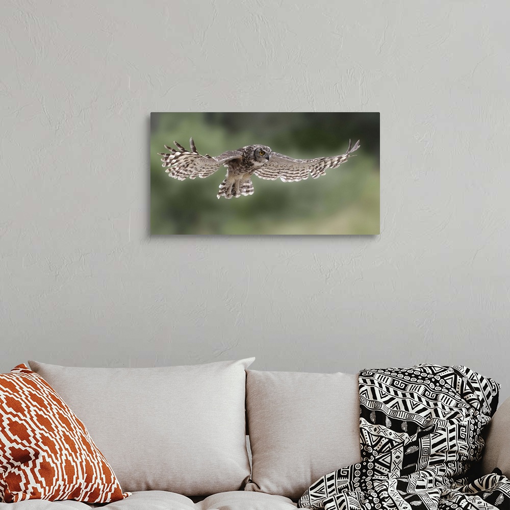 A bohemian room featuring A Great-Horned Owl in mid flight, with wings spread out and beautiful striped feathers.