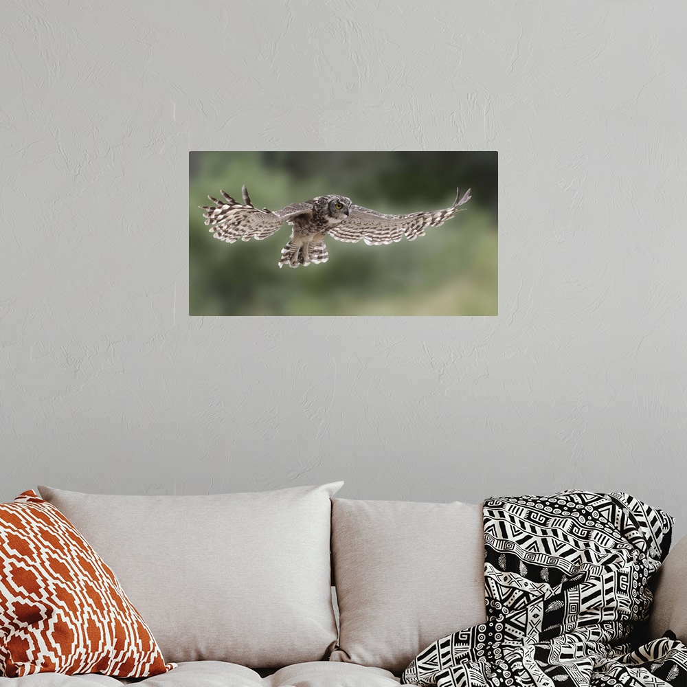 A bohemian room featuring A Great-Horned Owl in mid flight, with wings spread out and beautiful striped feathers.
