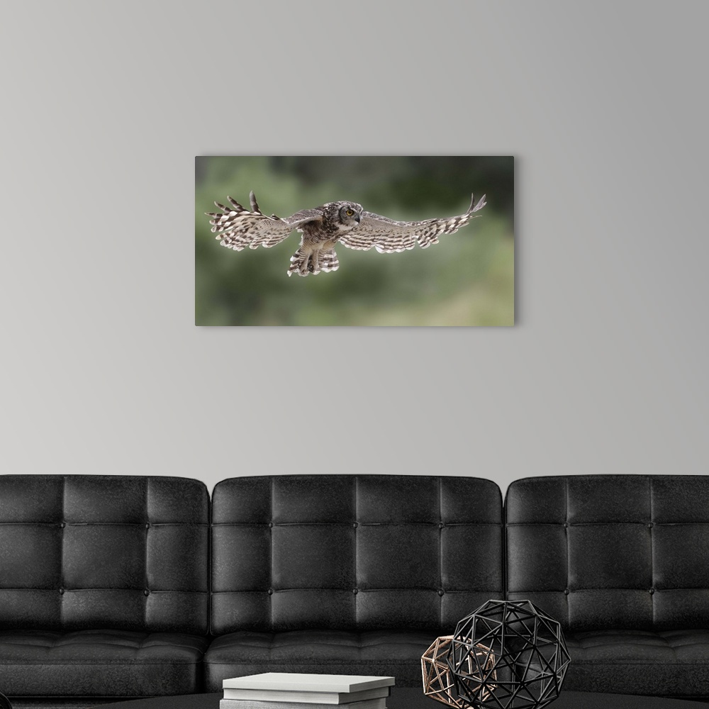 A modern room featuring A Great-Horned Owl in mid flight, with wings spread out and beautiful striped feathers.
