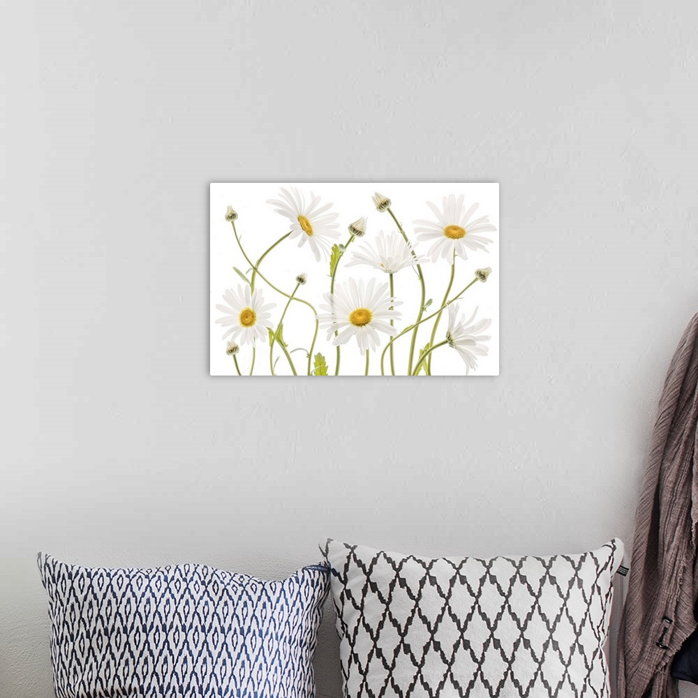 A bohemian room featuring Curling white daisies on a white background.