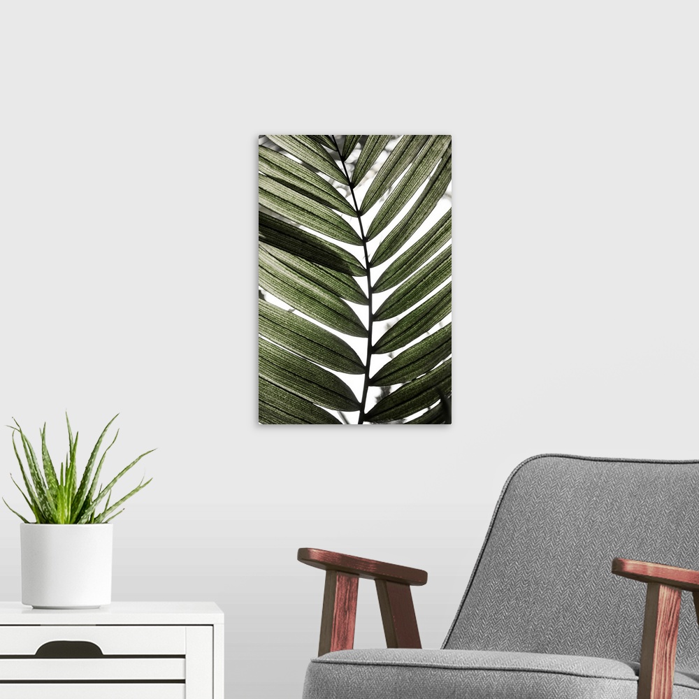 A modern room featuring Palm Leaves 24
