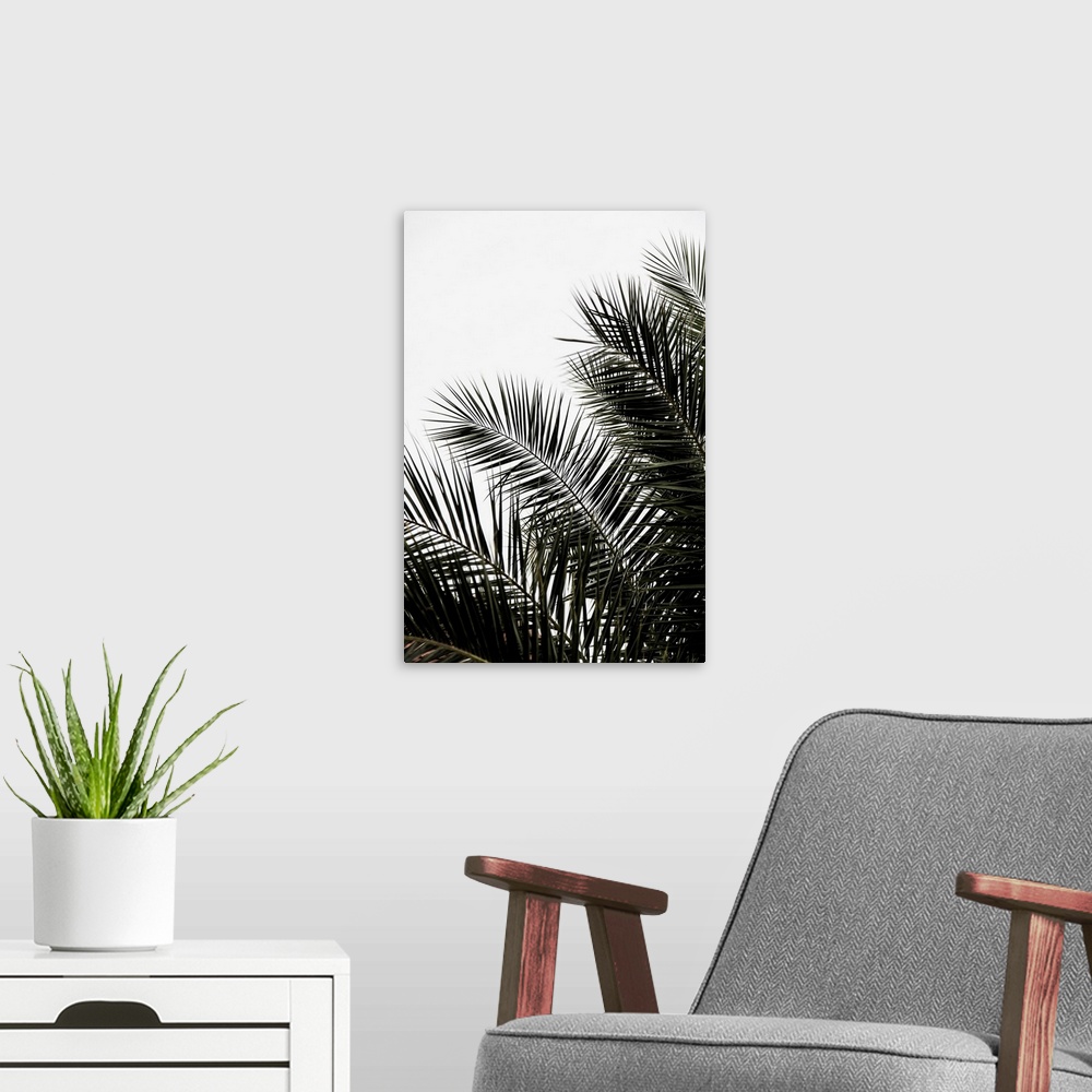 A modern room featuring A bold contemporary photograph of long dark green palm branches against a white background