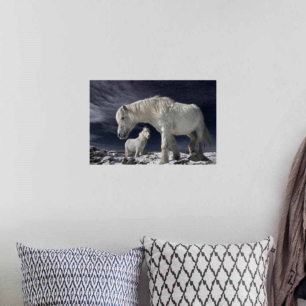 A bohemian room featuring Two white Icelandic horses standing in a snowy field.
