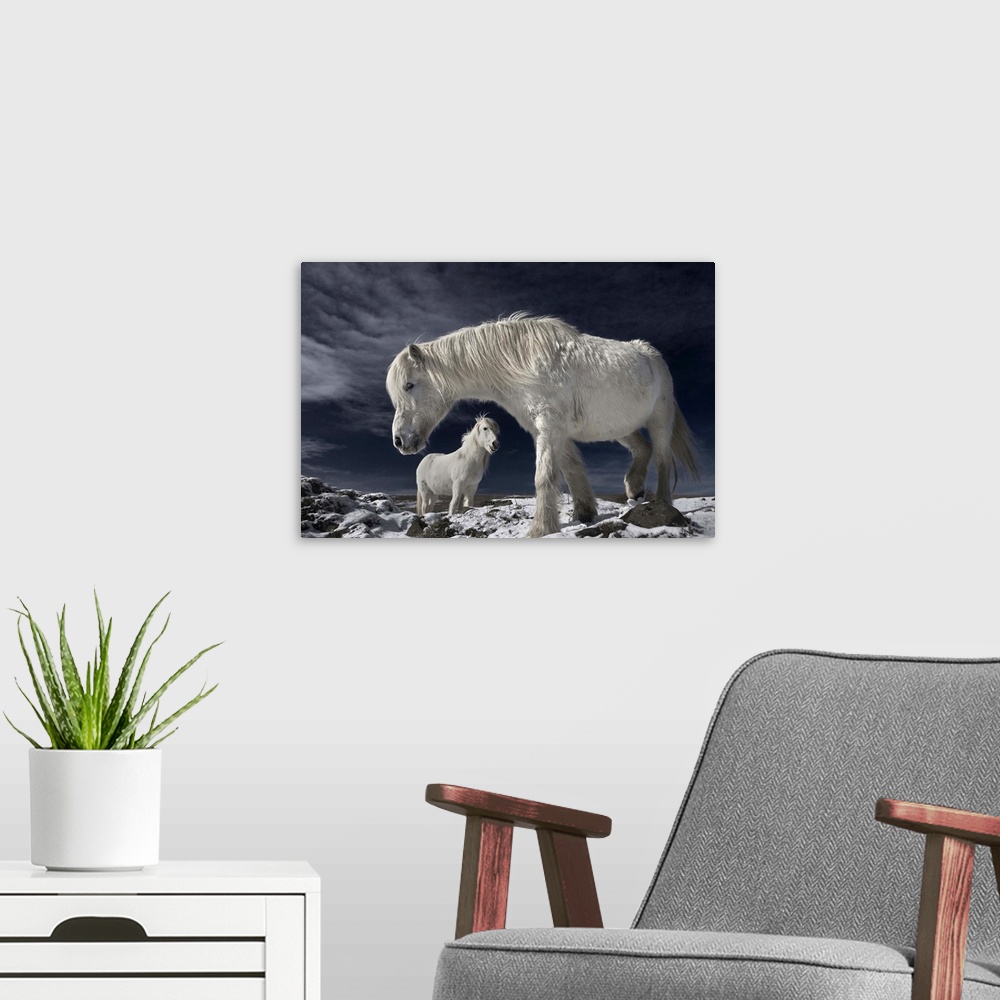 A modern room featuring Two white Icelandic horses standing in a snowy field.
