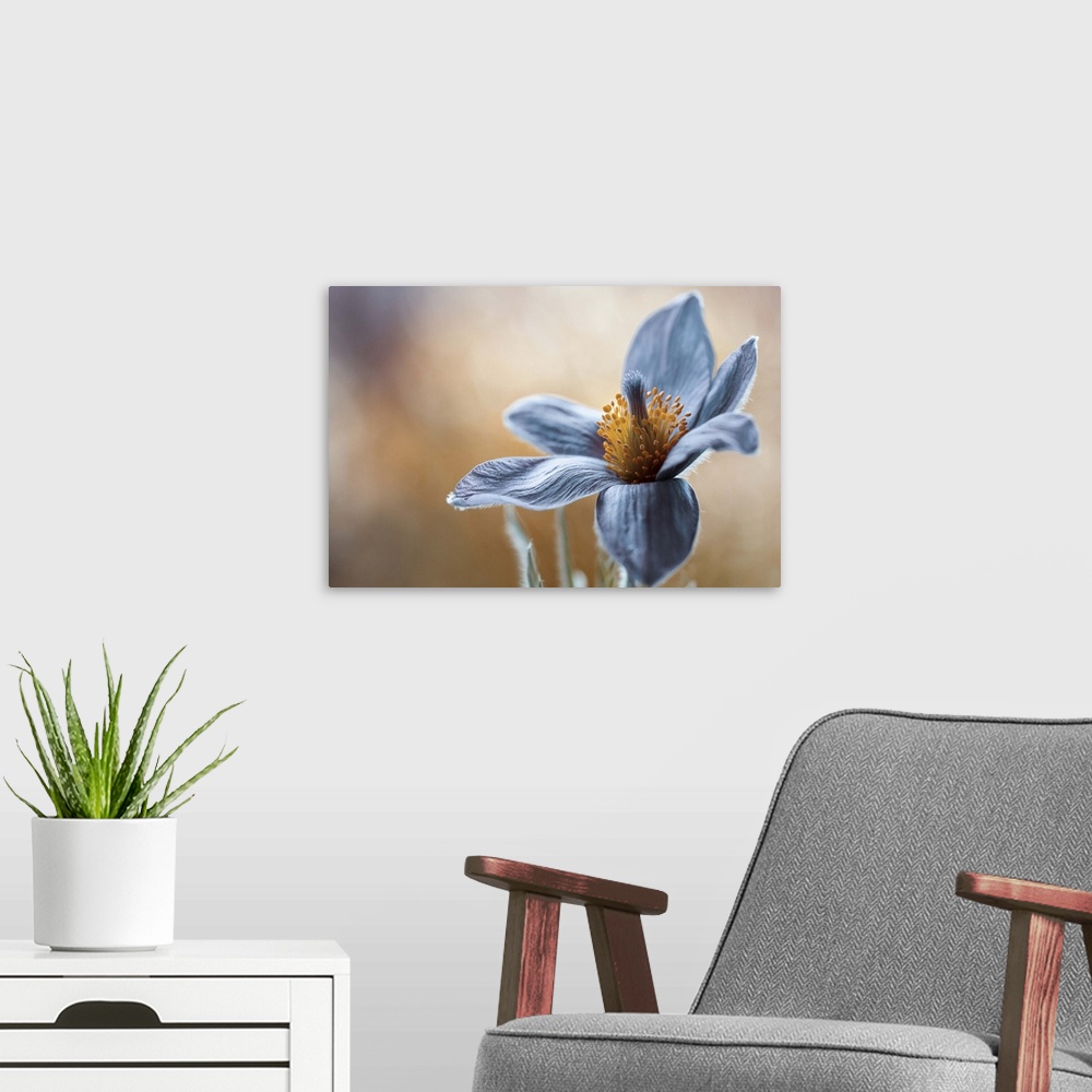 A modern room featuring Close up image of the soft white petals of a pasqueflower.