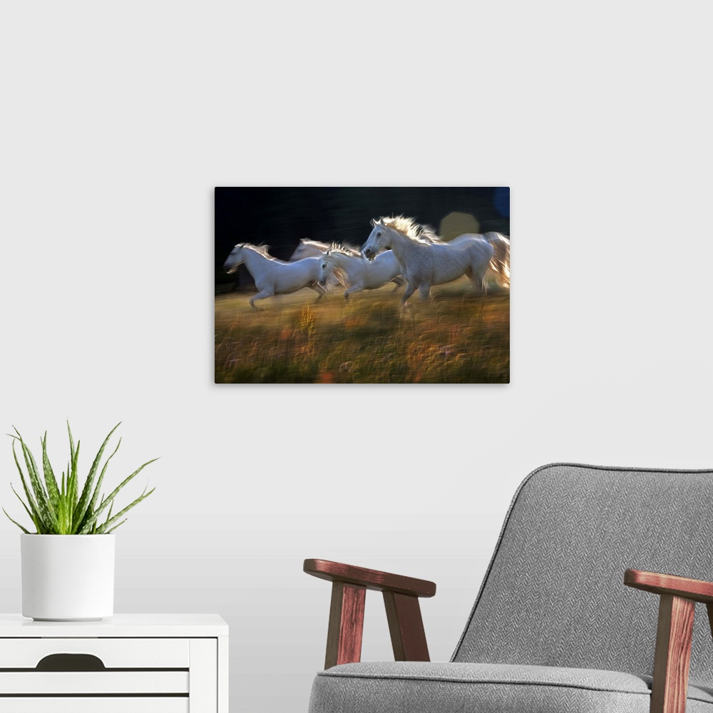 A modern room featuring White horses galloping across a green meadow.