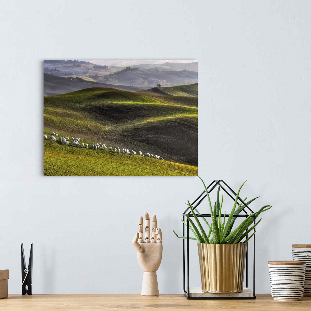A bohemian room featuring A flock of white sheep in the rolling green hills of Tuscany.