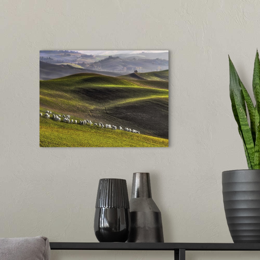 A modern room featuring A flock of white sheep in the rolling green hills of Tuscany.