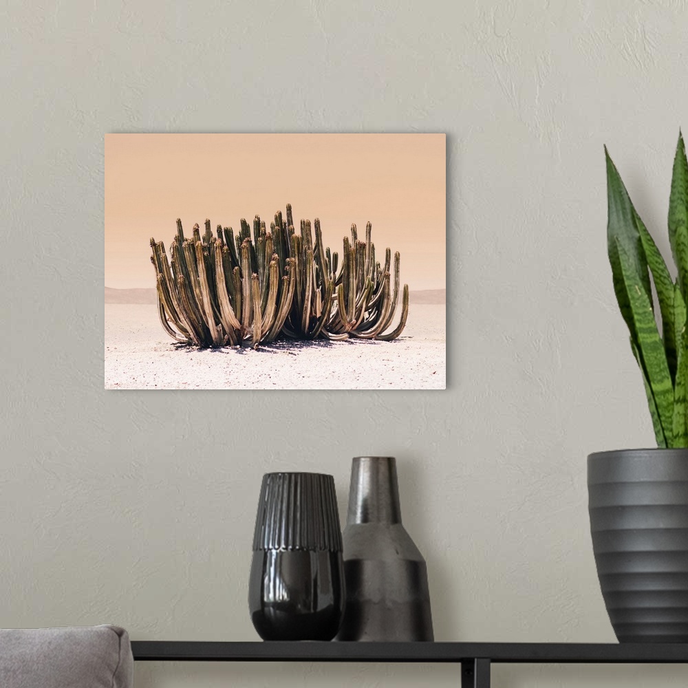 A modern room featuring Peach Sky Cactus